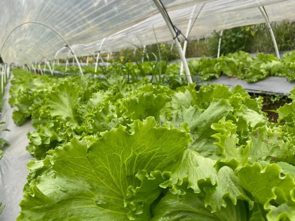 veg-2