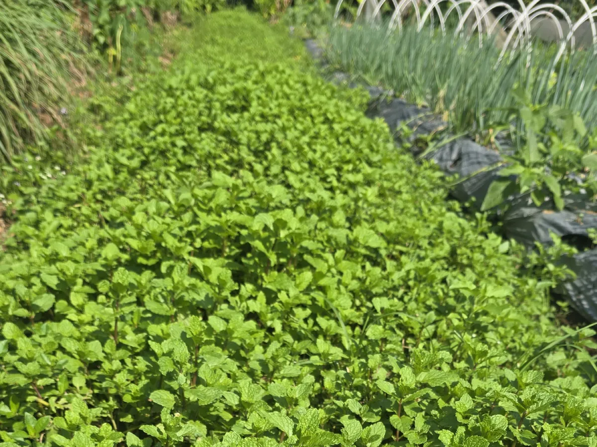 veg-3