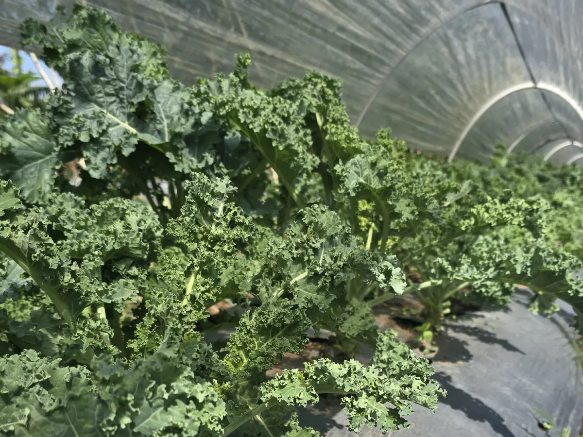 veg-4