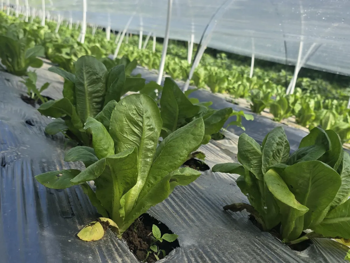 veg-5